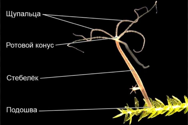 Kraken darknet market ссылка