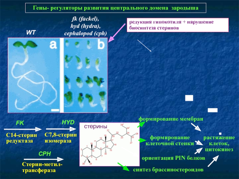 Кракен рабочая ссылка